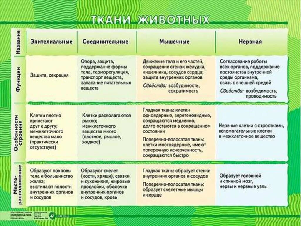 Отличие тканей. Таблица ткани растений и животных 5 класс биология. Ткани животных 5 класс биология таблица. Типы тканей животных таблица 6 класс биология. Животные ткани и их функции таблица.