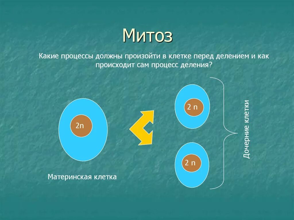 Митоз материнская клетка. Деление клетки митоз. Материнская и дочерняя клетки. Деление материнской клетки. Перед делением клетки количество