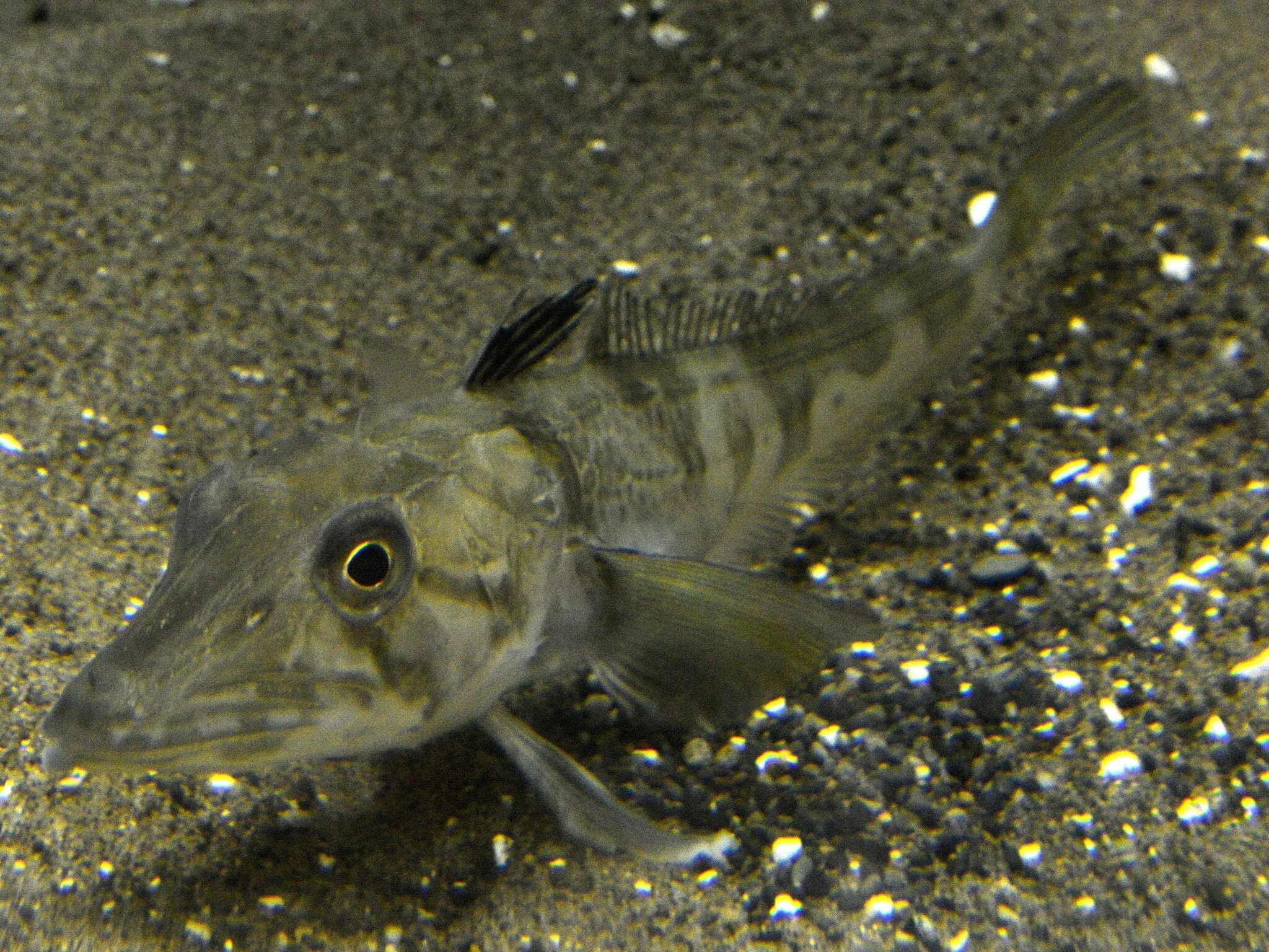Icefish