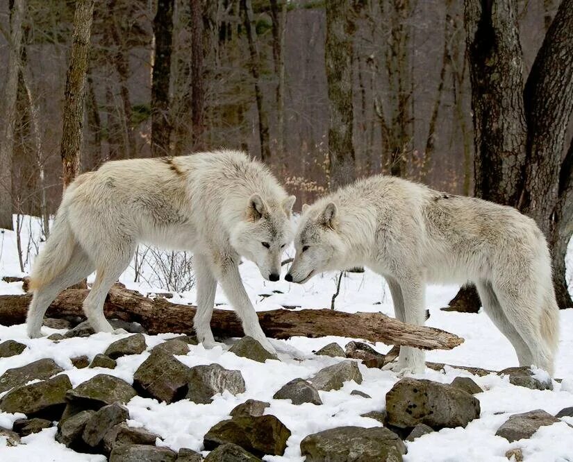 Тундровый волк. Канадский Тундровый волк. Тундровый волк белый. Тундровый волк стая. Водятся ли волки