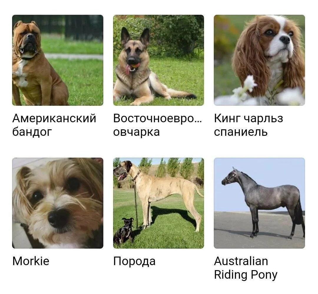Название щенка. Средняя порода собак. название собак. породы собак названия. породы собак с фотографиями и названиями.