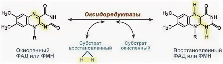 Фад является коферментом фермента. Строение окисленной и восстановленной форм фад. окисленная и восстановленная форма фад и фмн. окисленная форма фмн фад. фмн окисленная и восстановленная форма.