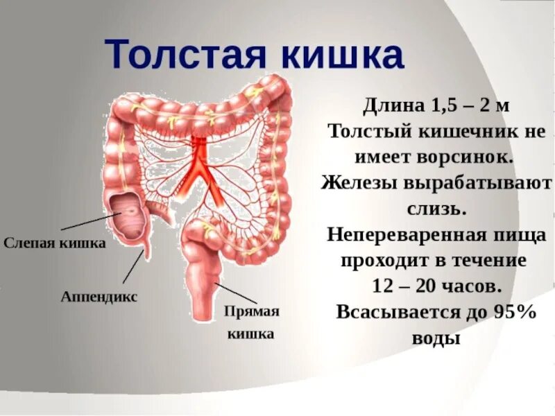 Как выглядит прямая кишка у человека. Строение толстого кишечника человека. строение прямого и толстого кишечника. толстая кишка анатомия строение. строение и функции толстой кишки у человека.