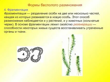 Преобладает бесполое поколение