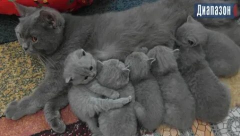Сколько вынашивают британские кошки