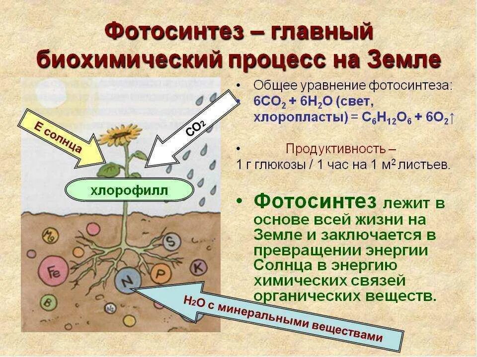 Какие процессы происходят ночью