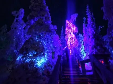 Кировск лес
