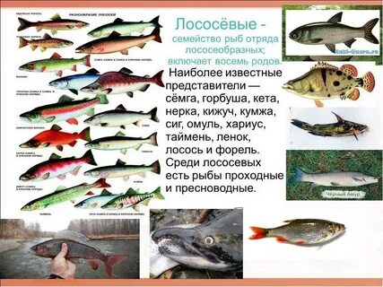 Красная рыба примеры