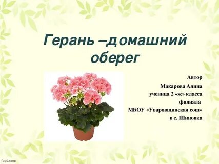Стихи про герань