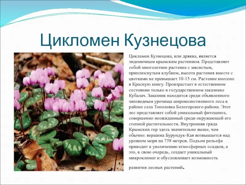 Сообщение о растении крыма. Цикламен кузнецова эндемик крыма. краснокнижные растения крыма цикламен кузнецова. цикламен кузнецова дряква. эндемики крыма растения.