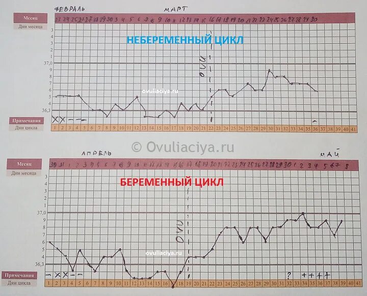 Забеременела на 7 цикл. График базальной температуры в небеременный цикл. График БТ при беременности на ранних. График БТ при наступлении беременности. График базальной температуры беременной и небеременной.