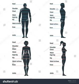 male model body measurements - optmark.ru.