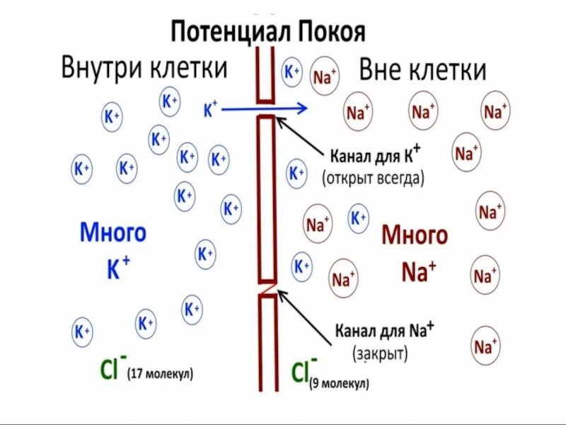 Концентрация натрия внутри клетки. Мембранные потенциалы клетки схема. потенциал действия и потенциал покоя клетки. мембранный потенциал действия клетки. потенциал покоя схема.