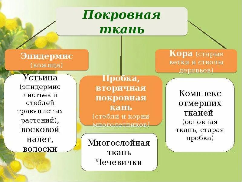 Покровная ткань биология 6 класс впр. Покровные ткани, их функции, классификация. Ткани растений покровная ткань. Классификация покровных тканей. Покровные ткани таблица.