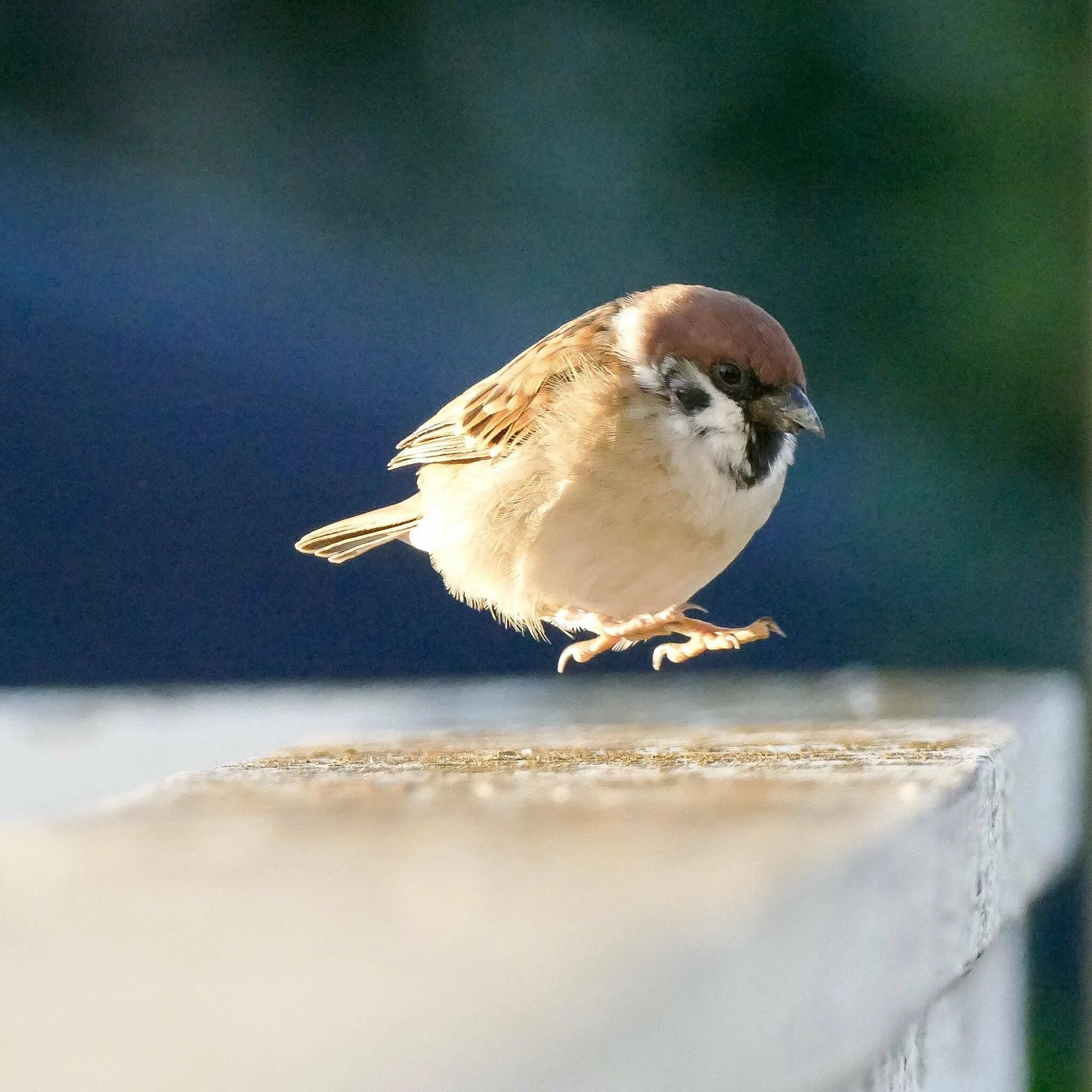 забавные воробьи