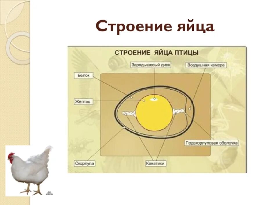 Строение яйца птицы. Внутреннее строение яйца птицы. Строение яйца курицы. Строение птичьего яйца.