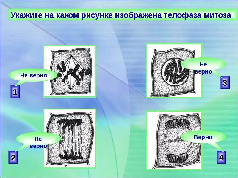 На материнской клетке образуется небольшой бугорок