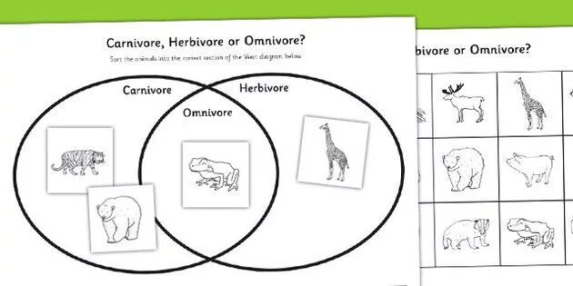 Carnivore перевод. Herbivore Carnivore Omnivore. Herbivore Carnivore Omnivore Worksheet. Животные и млекопитающие круги Эйлера. Animals Worksheets Omnivore Carnivore.