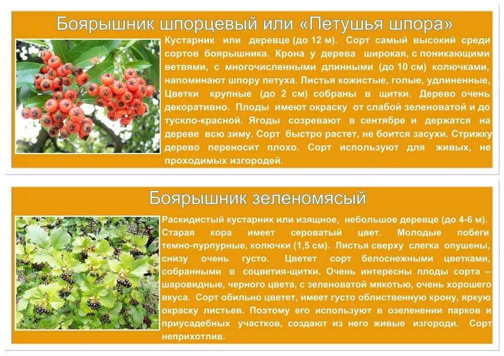 боярышник сорта описание. боярышник обыкновенный крупноплодный. боярышник сорта описание. боярышник даурский. боярышник (crataegus).