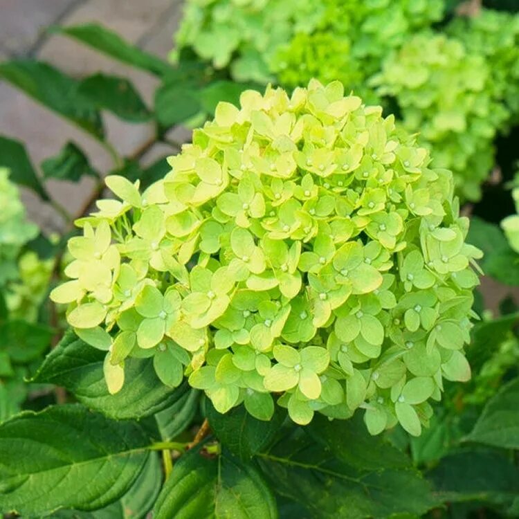 Hydrangea paniculata little lime. Литл лайм. Метельчатая little lime. Литл лайм. Литл лайм.