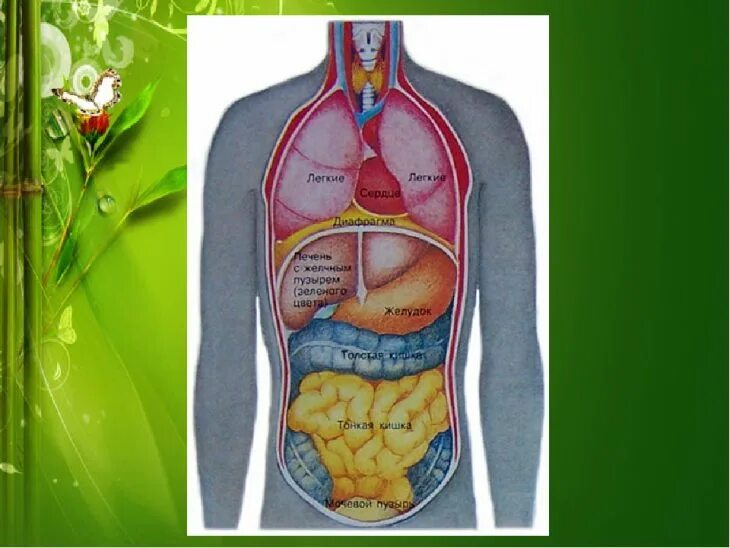 Форма органов человека. Расположение внутренних органов. Внутреннее строение человека. Расположение органов у человека. Анатомия тела человека внутренние органы.
