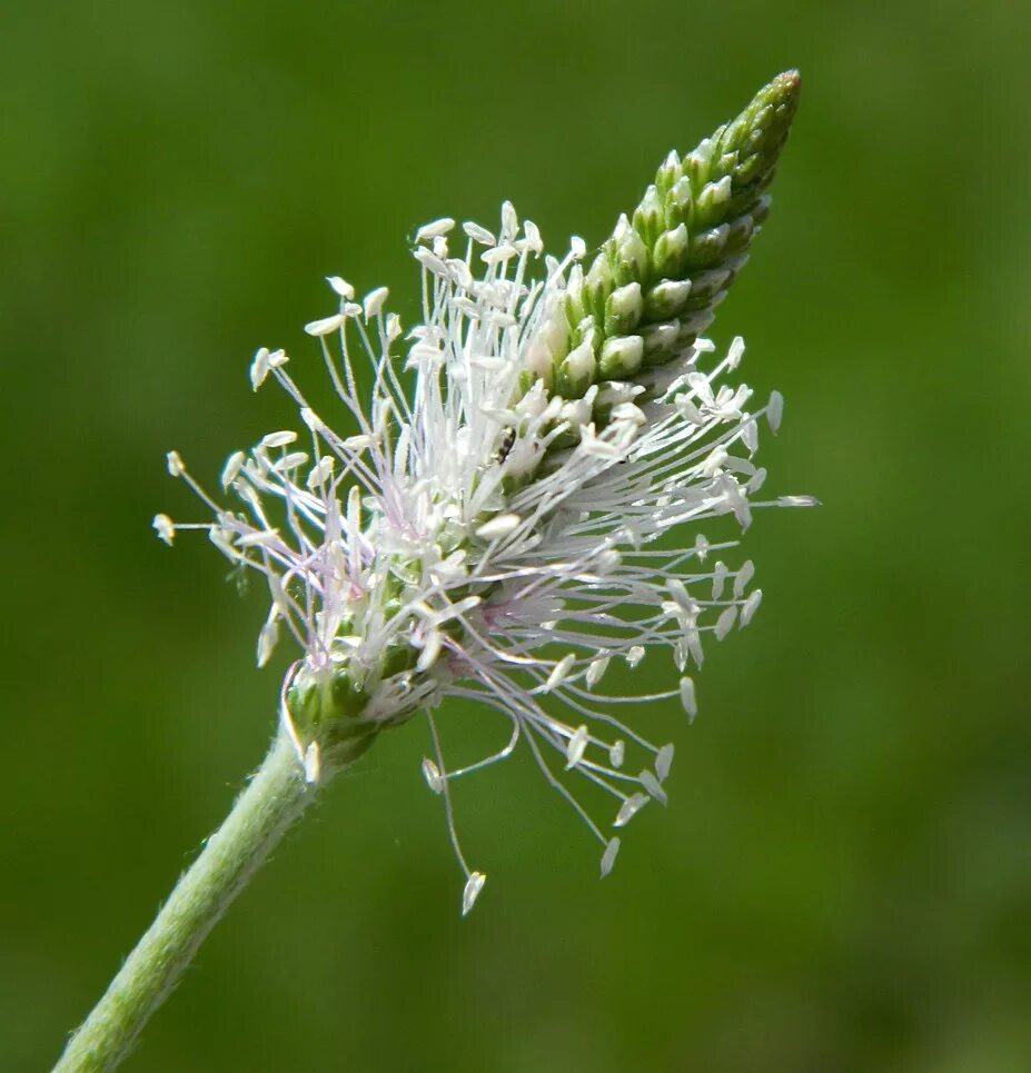 На фотографии изображено растение. Plantago Media l. – подорожник средний. Подорожник средний соцветие. Соцветие Колос подорожник. Подорожник большой соцветие.