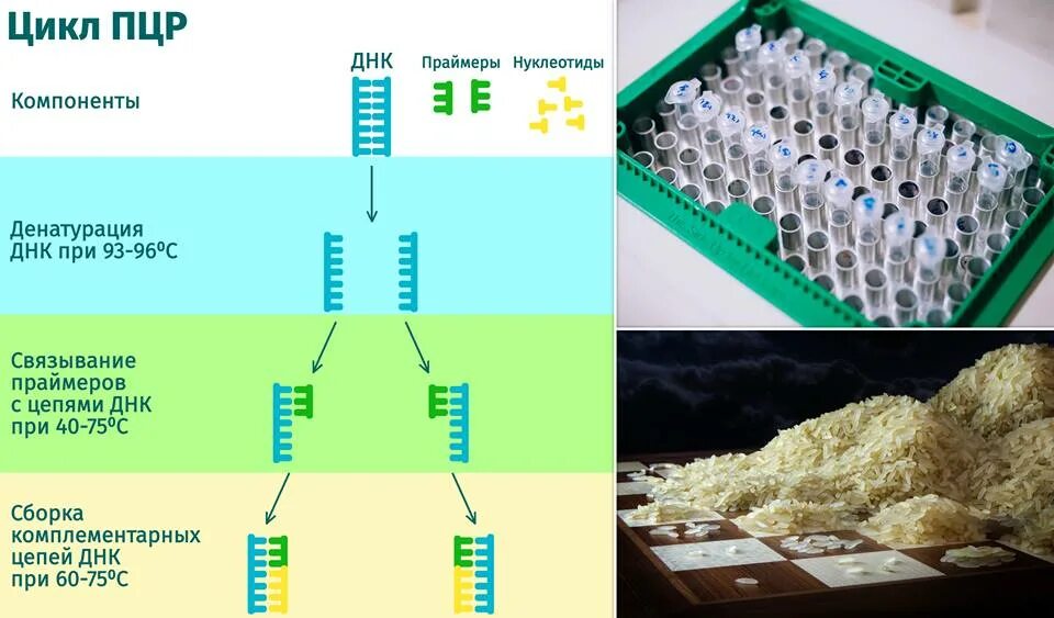 7 тестов днк 2. Полимеразная цепная реакция методика исследования. Схема циклов ПЦР. . Полимеразная цепная реакция (ПЦР). Этапы. Схема исследования методом ПЦР.