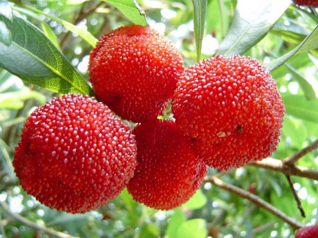 Самые интересные ягоды. Восковница Myrica rubra. Myrica rubra фрукт. Китайская клубника восковница. Bayberry ягода.