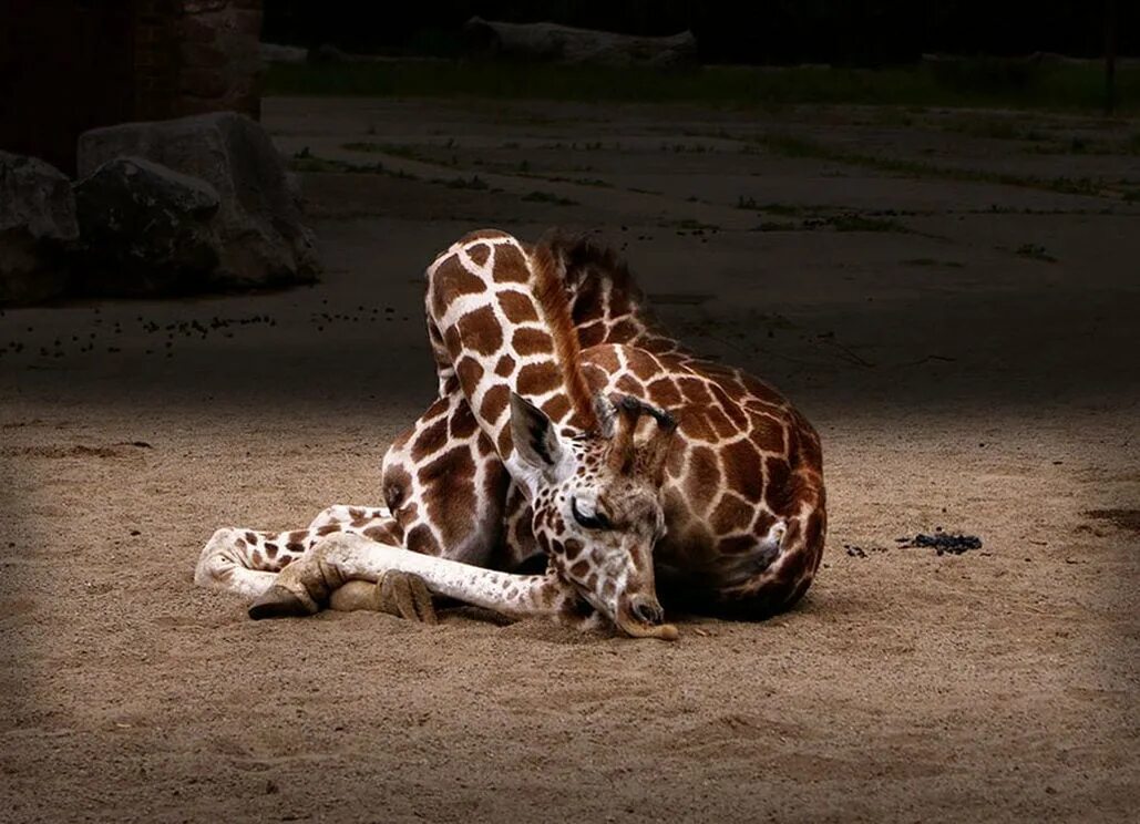 Сколько спят жирафы. Жираф лежит. Спящий Жираф. Жирафы спят.