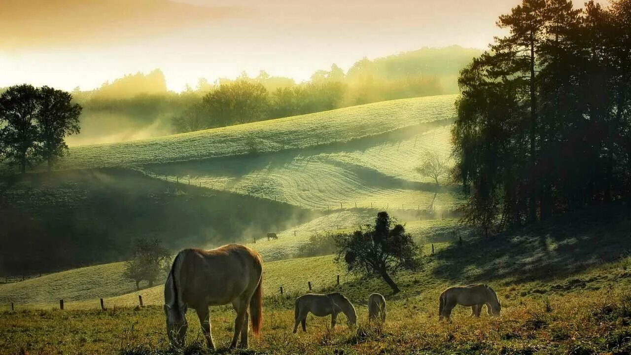 Деревня, картина "Туржанский Леонард "Лошади в поле"", 80x70 см, на холсте, на у