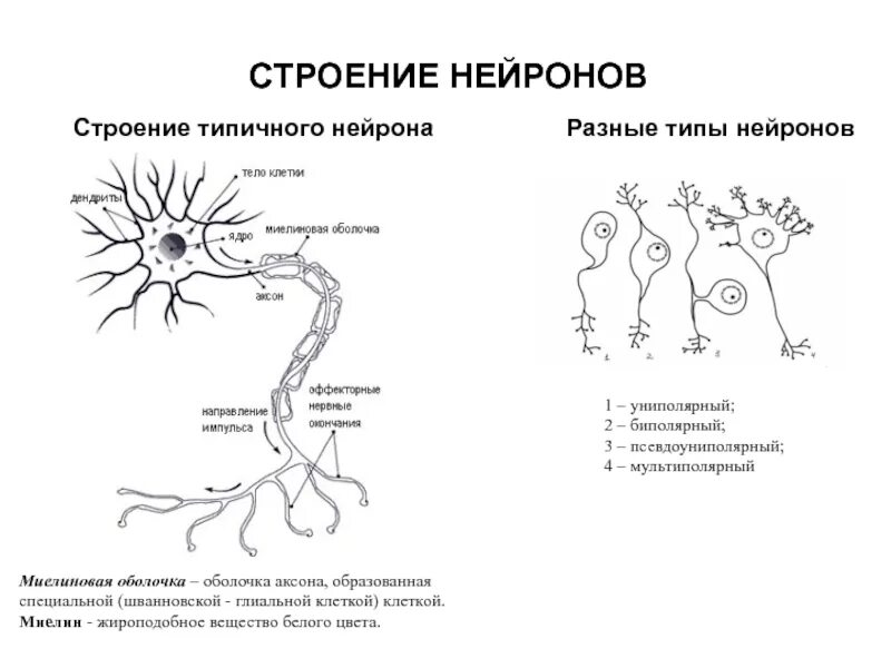 1 строение нейрона. 1 строение нейрона