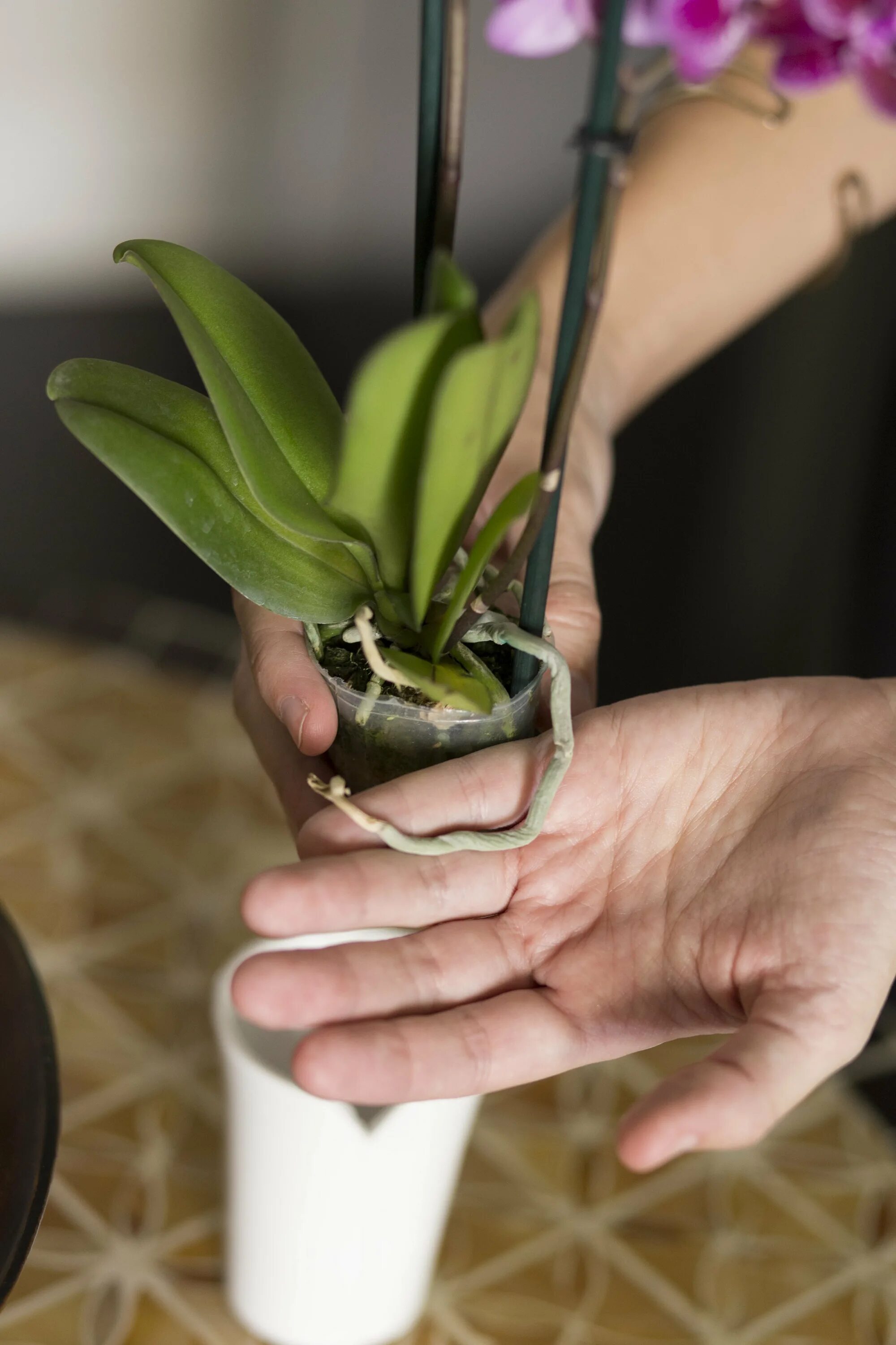 Полив орхидеи после покупки. Орхидея фаленопсис в горшке. Орхидея фаленопсис отцвела. Комнатный цветок фаленопсис. Орхидея фаленопсис полив.