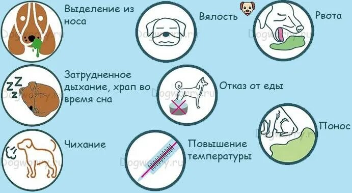 Из ноздри течет вода. Бывает ли насморк у собак. Насморк у собаки симптомы.