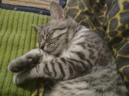 Котиках конечно