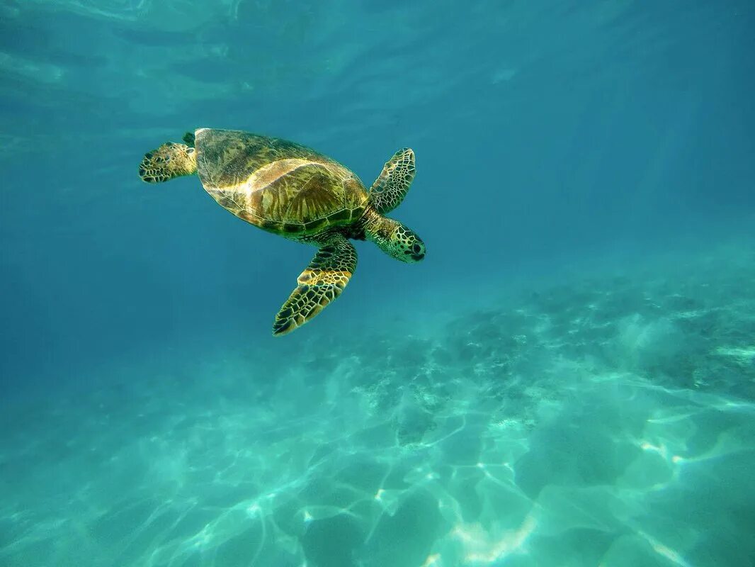 Водные животные это. Морская черепаха. Морская черепаха бисса плавает, Окинава, Япония. Черепаха океаническая. Зеленая морская черепаха.
