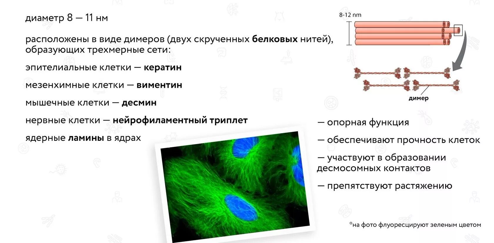 Нити цитоскелета функции. Микрофиламенты цитоскелета. филаменты цитоскелета функции. промежуточные нити цитоскелета. микротрубочки цитоскелета функции.