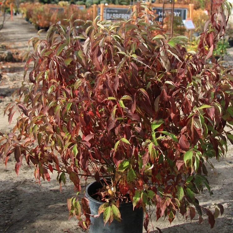 Дерен белый (cornus alba `red gnome`). Дерен белый red gnome. Дерен белый red gnome. Дерен белый ред гном. Дерен белый ред гноум.
