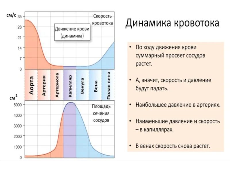 Площадь поперечного сечения аорты
