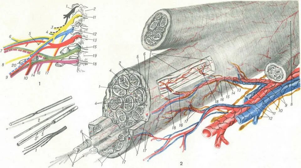 Периферические нервы и сплетения. Строение периферического нерва топографическая анатомия. Нервные волокна человека анатомия. Периферические нервы периневрий эндоневрий. Нервные окончания анатомия.