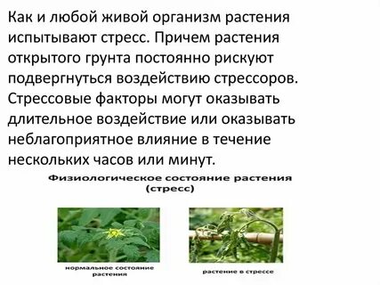 Выведение чистой линии растений