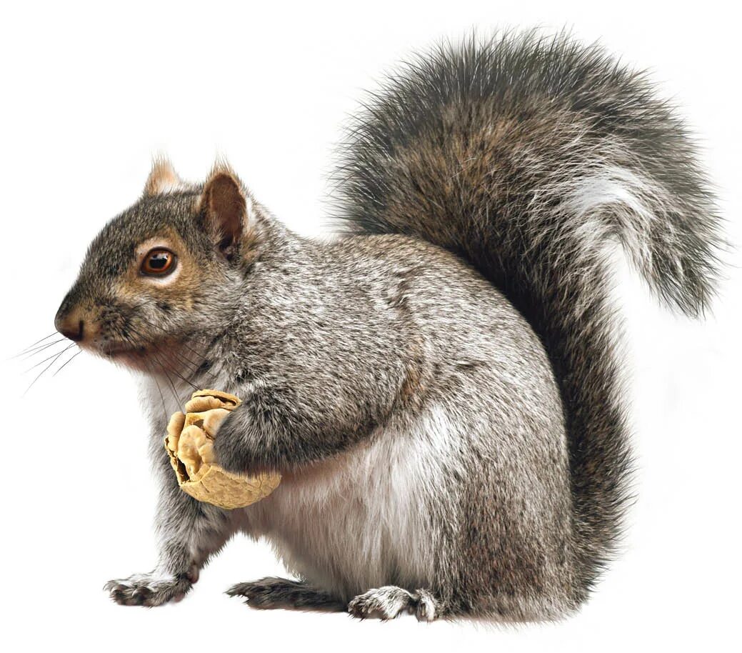 белка мультяшная. белочки мультяшные. белка клипарт. белочка из мультика. белка картинка для детей.