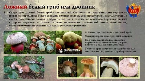 Ядовитые грибы похожие