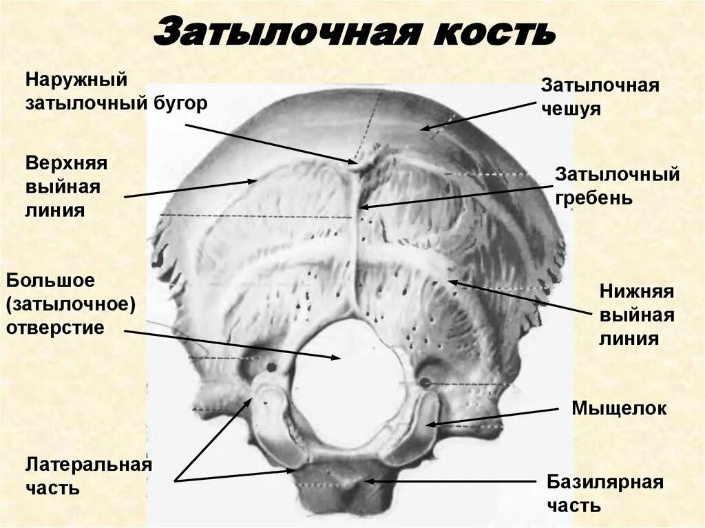 Сколько градусов в черепе. Затылочная кость анатомия расположение на черепе. затылочная кость анатомия базилярная часть. строение черепа человека затылочная кость.