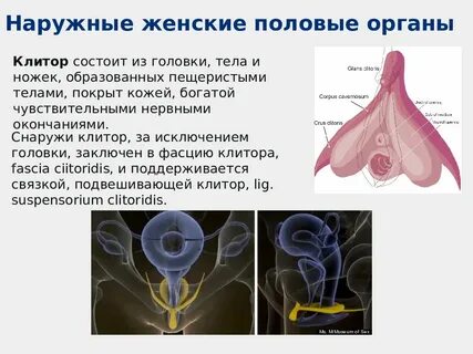 Лучшие свечи для восстановления микрофлоры в гинекологии