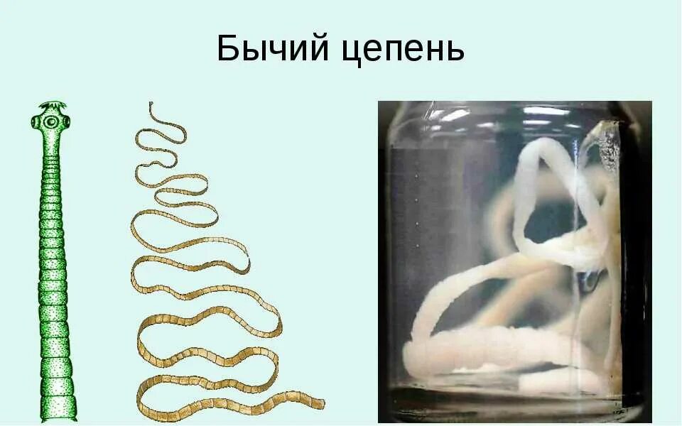 Приспособления бычьего цепня. Органы прикрепления плоских червей паразитов. Приспособления бычьего цепня. Приспособления паразитов к паразитическому образу жизни. Приспособления бычьего цепня.