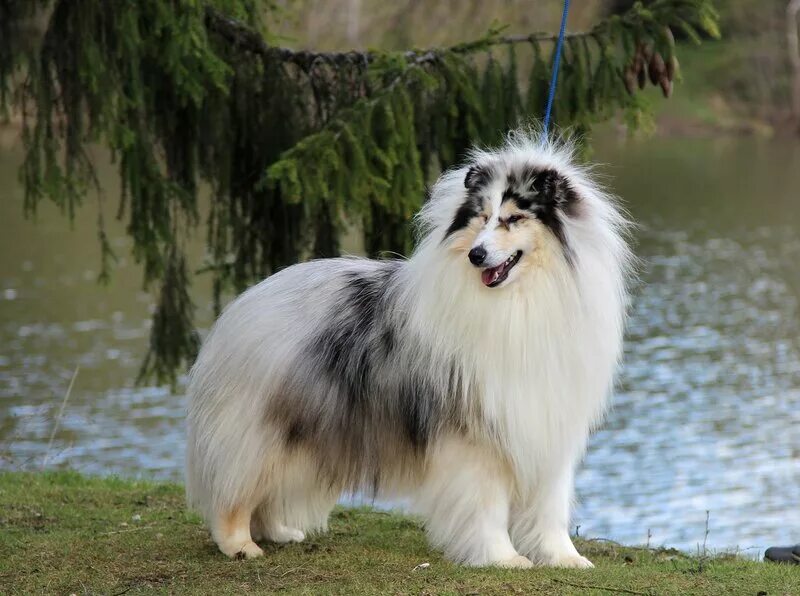 колли мрамор. колли длинношерстный мраморный. соболиный мерль колли. колли мраморная. колли мраморная.