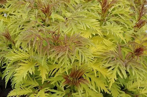Elder plant
