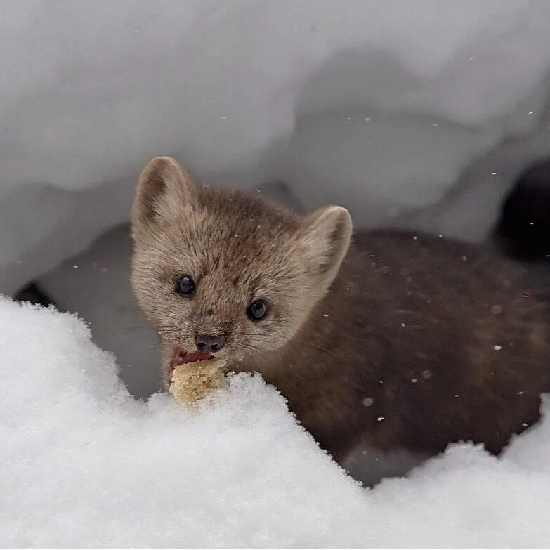 Лесная куница питание. Соболь баргузин животное. Соболь есть. Баргузинский собо. Соболь - martes zibellina.