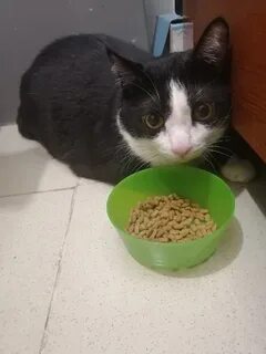 2 кг кота