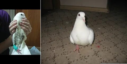 Обработка голубей